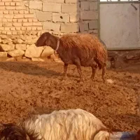 زاییده|حیوانات مزرعه|نیشابور, دربقاضی|دیوار