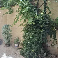 فروش آپارتمان ۱۱۵ متری ۲ خوابه همکف در سنبلستان|فروش آپارتمان|اصفهان, سنبلستان|دیوار