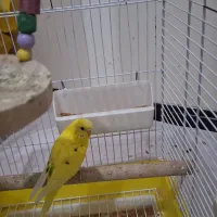 مرغ عشق سالم و سرحال|پرنده|تهران, نازیآباد|دیوار