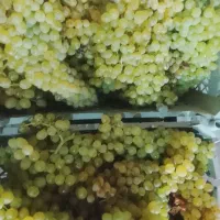 کارگر ساده برای باغ