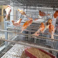 قناری|پرنده|تهران, دردشت|دیوار