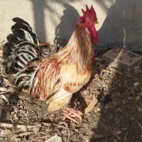 مرغ وخروس محلی اصل|حیوانات مزرعه|باوی, |دیوار