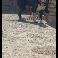 قدرجون چنبرادمی صفت  بشرط معاوضه باگوسفند