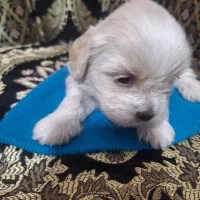 پاپی|سگ|فولادشهر, B9|دیوار