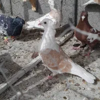 پلنگ، کویتی امری|پرنده|کاشمر, |دیوار