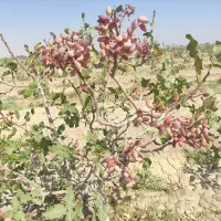 فروش باغ پسته|فروش دفتر صنعتی، کشاورزی، تجاری|هرند, |دیوار