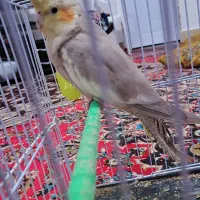 عروس هلندی دستی