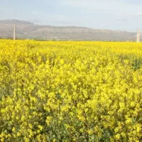 کود نصاب کاغذ دیواری