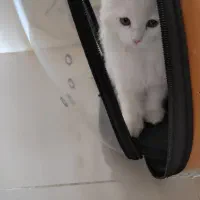 بچه گربه میکس بریتیش و پرشین