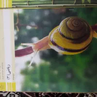 کتاب ریاضی فنی حرفه و کار دانش|کتاب و مجله آموزشی|مشهد, نیزه|دیوار