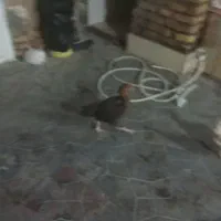 مرغ و خروس لاری اصیل