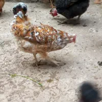 مرغ وخروس|حیوانات مزرعه|مسجد سلیمان, |دیوار