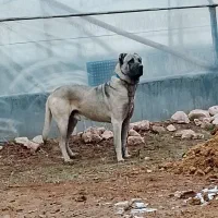 واگذاری سگ سرابی