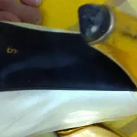 کفش سفید پاشنه بلند|کیف، کفش، کمربند|سمنان, |دیوار