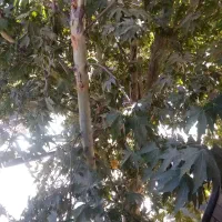 درخت پلگ