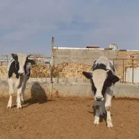 گوساله نر|حیوانات مزرعه|تربت جام, میان جام|دیوار