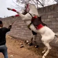 اسب سیلمی اصیل کورد