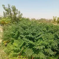 نهال زیتون تلخ وشمشادطلایی|خدمات باغبانی و درختکاری|هشتگرد, ینگی امام|دیوار