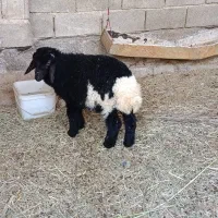 بره گوسفند نر