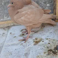 جوجه زرد کرمونی پاک|پرنده|تربت‌حیدریه, پایانه مسافربری تربت حیدریه|دیوار