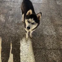 سگ هاسکی|سگ|آزادشهر, |دیوار