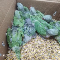 جوجه طوطی سرلاکی