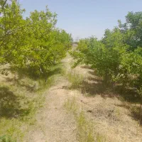 باغ آلو ۱۰۰۰متری به همراه آب