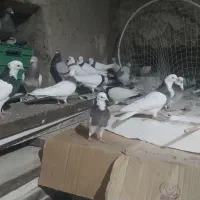 کبوتر|پرنده|جوکار, |دیوار