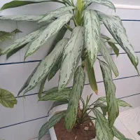 گلخانه آگلونما