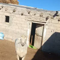 قوچ دامپروری ۳ ساله