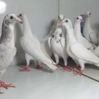 دسته ۲۴تایی جوجه سارو سرور دورگ