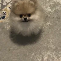 پامر خرسی اورجینال