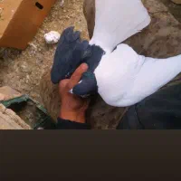 کبوتر رنگی|پرنده|قزوین, |دیوار