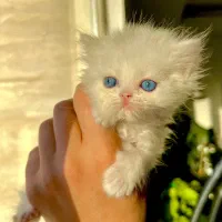 گربه پرشین اشرافی