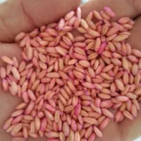 گندم بذری  دیم  درجه ۱