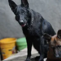 ژرمن بلک ماده ده ماهه....