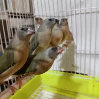 فنچ گلدین و ستاره ای جوجه