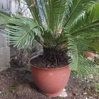گل سیکاس تعداد ۴ عدد ۸ ساله