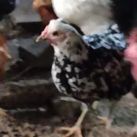 مرغ گلین|حیوانات مزرعه|آسارا, |دیوار