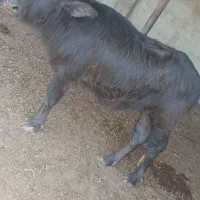 یک عدد گوساله گاو میش