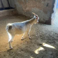 نر بز سانن پاژن سانن|حیوانات مزرعه|کوار, |دیوار