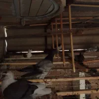 کفتر پشتی پرپا و پالیسک و پلاکی مناسب برای هوا|پرنده|تربت‌حیدریه, یحیی آباد|دیوار