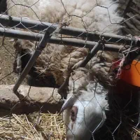 بره قوچی ۹ماهه