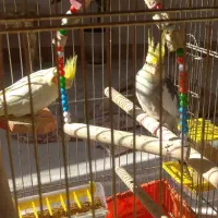 عروس هلندی جفت همراه تخم|پرنده|مهاباد (آذربایجان غربی), |دیوار