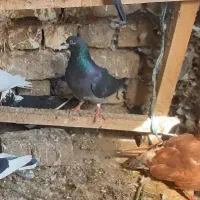 جفت پولکی|حیوانات مزرعه|چناران, |دیوار