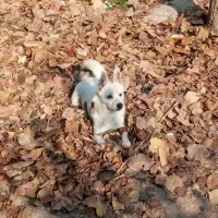 اشپیتز نر جهت جفت گیری