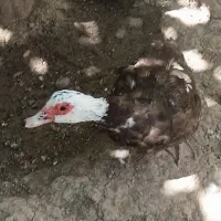 اردک روسی ماده تعویض با جوجه مرغ محلی