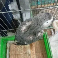 کاسکو دم قرمزنر