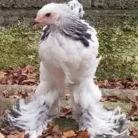 مرغ و خروس برهما امپراطور ۴ ماهه سالم و اصیل