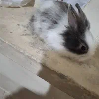 خرگوش لوپ خانگی